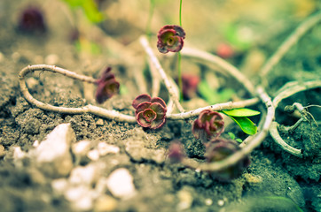 Green and red succulent flower ornament on the basis of saxifrage