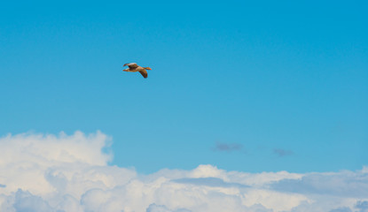 Goose flying in a blue cloudy sky in spring
