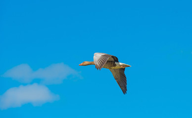 Obraz premium Goose flying in a blue cloudy sky in spring 