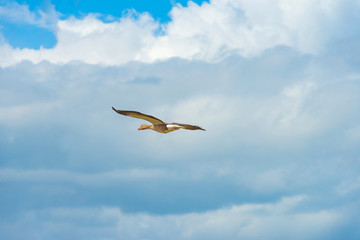 Goose flying in a blue cloudy sky in spring
