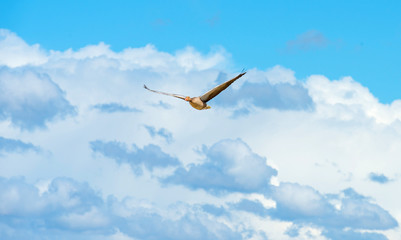 Goose flying in a blue cloudy sky in spring
