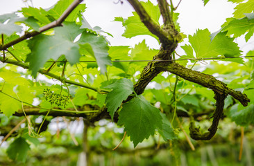 vineyard with ripe grapes in countryside  Soft-focus image and filter lens flare