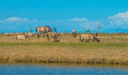 Horses along the shore of a lake in spring © Naj