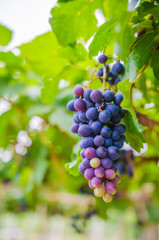 vineyard with ripe grapes in countryside  Soft-focus image and filter lens flare