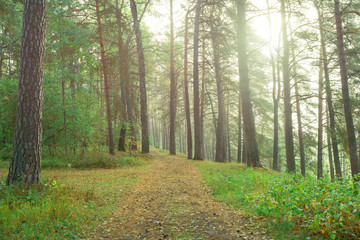 Country road in beautifull foggy forest. Beautiful forest after rain.