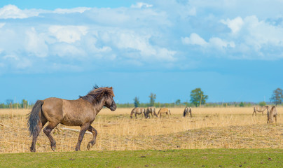 Horses in a field in wetland in spring © Naj