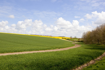 wheat fields and woodland