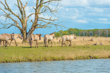 Obraz premium Horses along the shore of a lake in spring