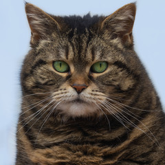 Portrait of a round-faced tabby cat with green eyes