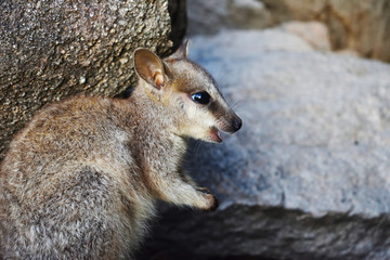 Happy rock wallaby joey