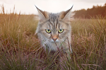 Wildkatze 2