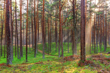 Beautiful nature at morning in the misty spring forest with sun rays Magic spring forest with sun rays