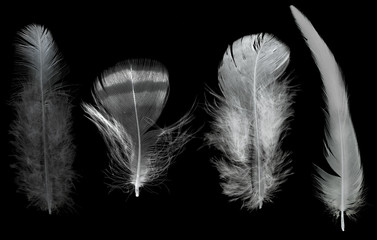 Obraz premium four light feathers isolated on black