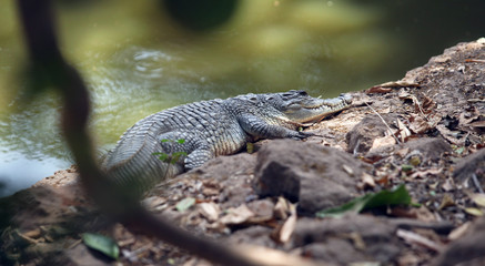 crocodile by the pond