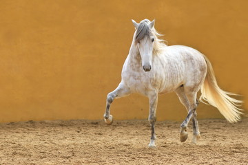 Andalusischer Hengt in Bewegung vor gelber Wand © Petra Eckerl