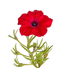 Fototapeta na wymiar Stem with a red Petunia flower isolated on white