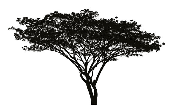 Big tree silhouette : vector
