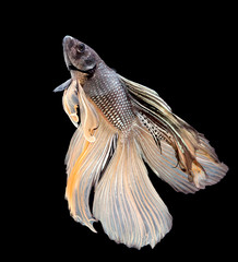 Betta fish, siamese fighting fish, betta splendens isolated on black background