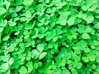  Green three leaf clovers. good luck symbols of beautiful and cute