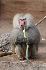 Obraz premium Mantelpavian