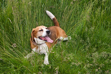 Ziejący zmęczony pies rasy beagle leżący w trawie. - obrazy, fototapety, plakaty