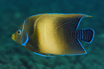 Semicircle Angelfish . Pulau Weh , Indonesia