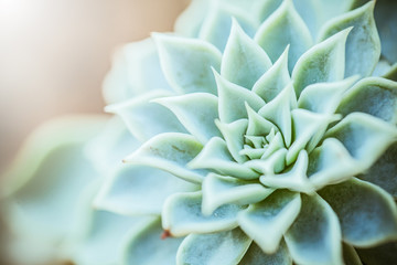 Close up macro green cactus 
