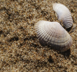 Background of river sand with  beautiful seashell. Close-up. Nature.