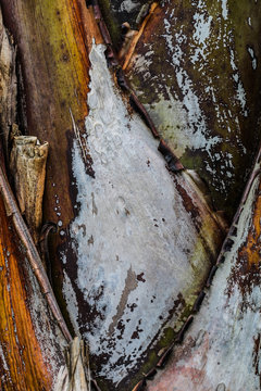 Palmstamm (Oxalis rubra)