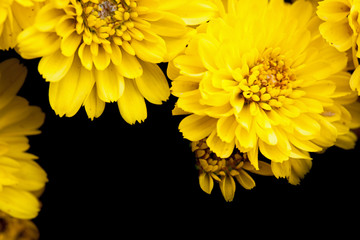 Yellow flower with black background 