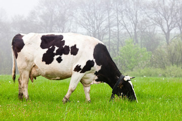 Cow With White And Black Patterns