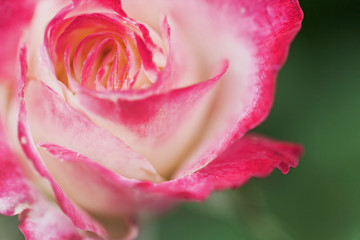 Close up red rose flower