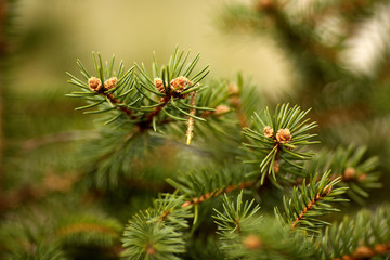 Молодые шишки на ели © vasilaleksandrov