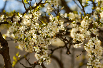 Obraz premium Фруктовое дерево в цвету весной