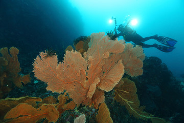 Fototapeta premium Big Gorgonian at underwater world of pulau weh, Indonesia