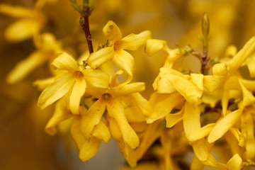 Жёлтый куст цветёт весной