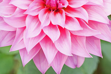 Close up macro purple flower 