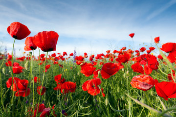 Field of red hood poppies