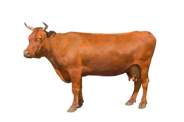 Möbelaufkleber Kuh isoliert auf weißem Hintergrund © fotomaster