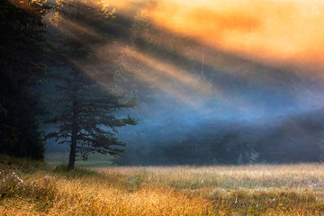 Obraz na płótnie Canvas Golden Sunbeams on a Mountain Meadow