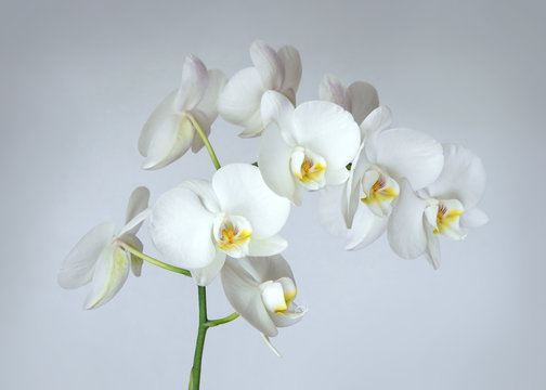 Fototapeta The branch of of white orchid