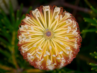 Banksia verticillata, Albany Banksia, a yellow flowering variety of the native Australian plant