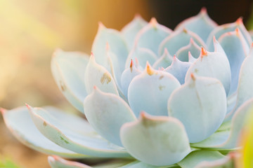 Close up light blue cactus 