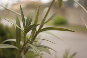oleander