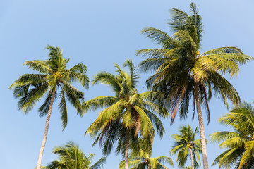 Fototapeta na wymiar green palm trees ove blue sky