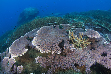 Fototapeta na wymiar Colorful Tropical Reef seascape with Hard Corals, Losin, Thailand