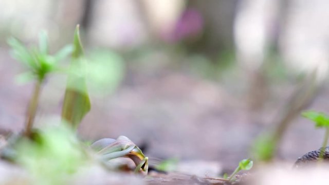 Bufo bufo or European toad walking in spring forest