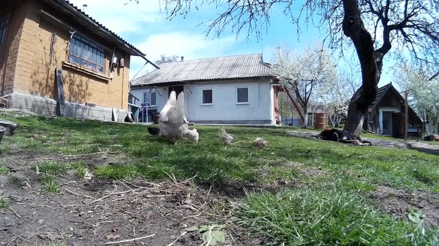 Domestic chicken walking with chicklings in front of the house ukraine vilage low close up angle view