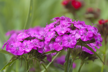 Pink Flowers