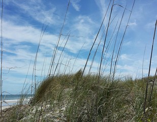 Sand dunes on the beach in Atlantic coast of North Florida 